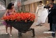 最新影楼资讯新闻-北京街头美丽“冻人”拍婚纱