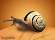 最新影楼资讯新闻-Photoshop制作一只可爱的小蜗牛