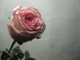 最新影楼资讯新闻-PS打造清晰艳丽的紫红色玫瑰花