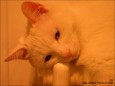 最新影楼资讯新闻-PS为严重偏黄的猫咪照片矫正色彩