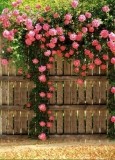 最新影楼资讯新闻-蔷薇花开：庭院式实景设计