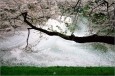 四月落“樱”缤纷 拍摄樱花不可不知的5要素