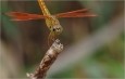 浅谈怎样拍摄蜻蜓的复眼？