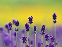 8个简单技巧 让你拍出不一样的花卉照片
