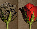 最新影楼资讯新闻-Photoshop教程：打造一朵创意的水玫瑰