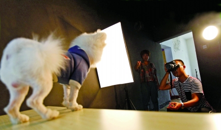 摄影师在为宠物拍摄写真