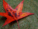 最新影楼资讯新闻-摄影教程：12招教你捕捉秋天的颜色
