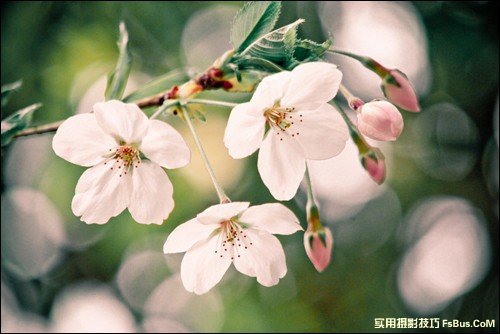 6个简单技巧 让你拍出不一样的花卉照片