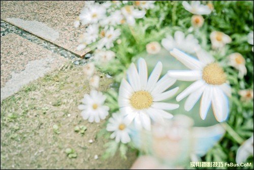6个简单技巧 让你拍出不一样的花卉照片