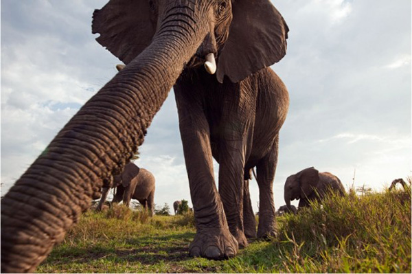 《Serengeti Spy》 与野生动物对视