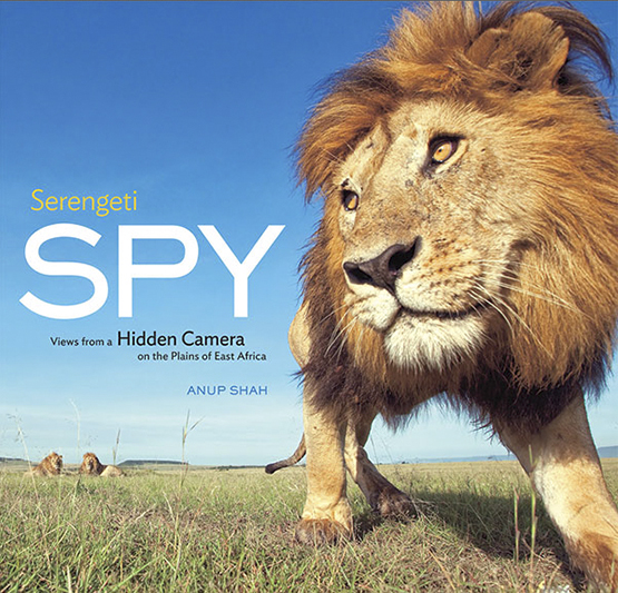 《Serengeti Spy》 与野生动物对视
