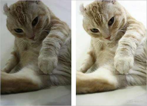 猫咪摄影前后期对比