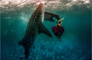 最新影楼资讯新闻-梦幻水下人像摄影：人与鲸鲨共舞海洋