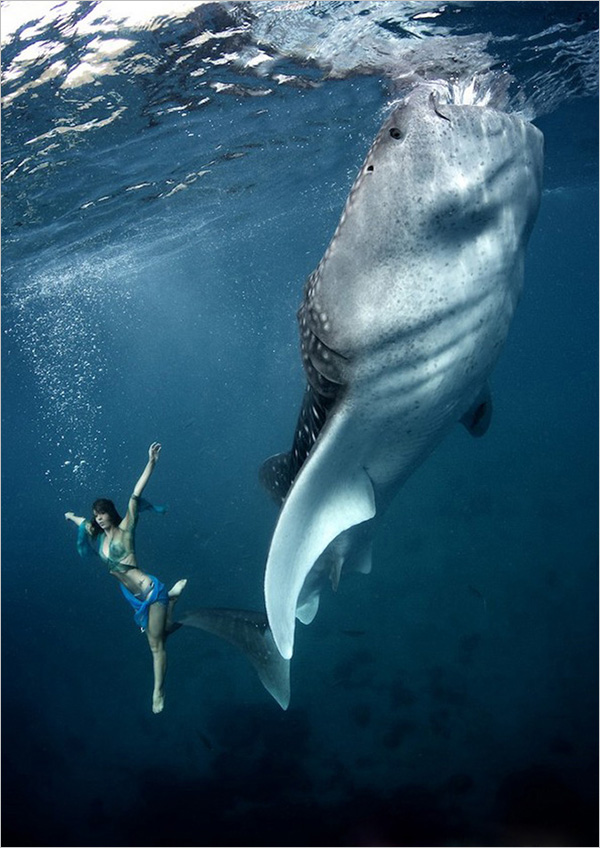 梦幻水下人像摄影人与鲸鲨共舞海洋