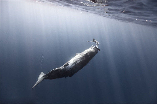法国摄影师拍摄水下写真 人与动物和谐同游