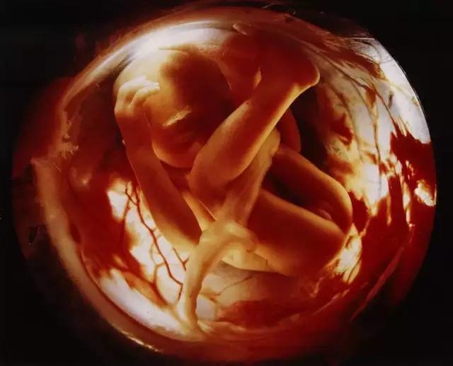 摄影师12年时间记录胎儿形成发育过程极其珍贵