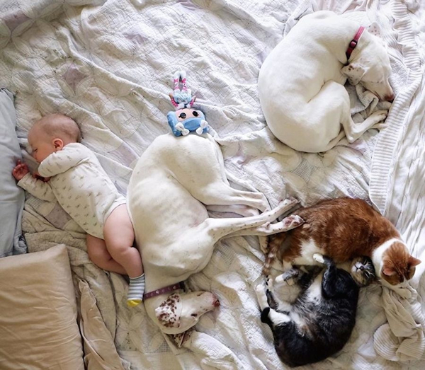 摄影师记录下午睡的宝宝和旺星人的温情瞬间