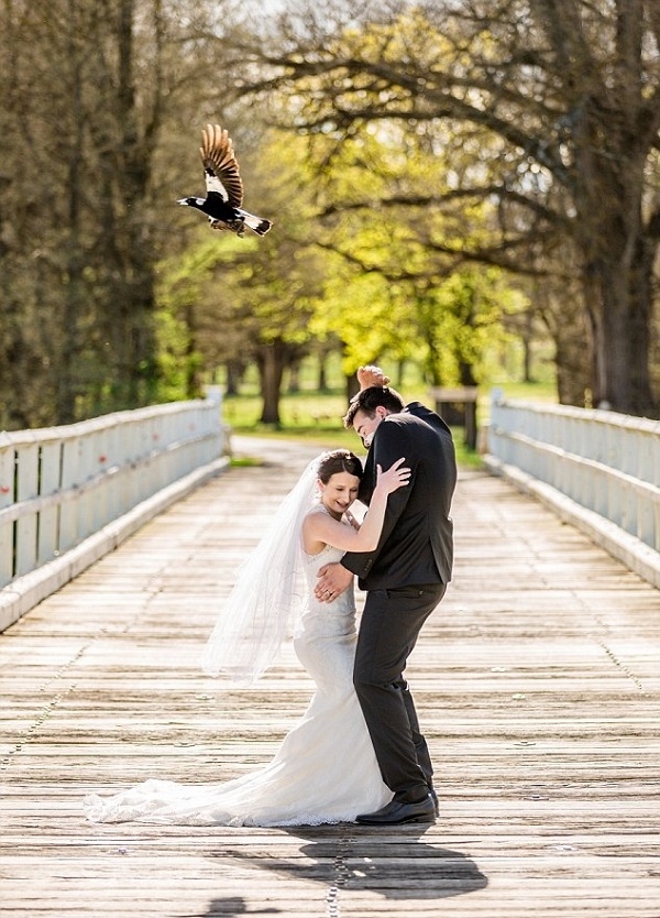 澳新婚夫妇拍婚纱照时遭喜鹊袭击 摄影师被吓坏