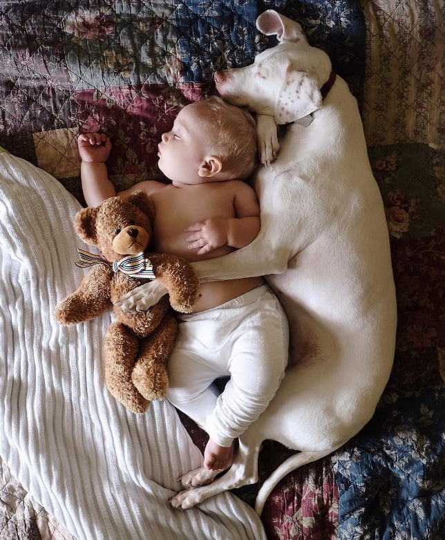 摄影师拍儿子与宠物同床共眠组照走红网络
