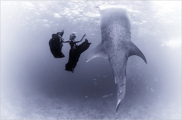 与鲸鲨一起畅游大海 美女与动物的和谐之舞