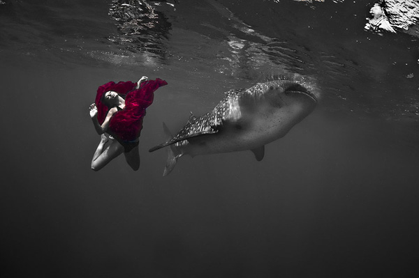 与鲸鲨一起畅游大海 美女与动物的和谐之舞