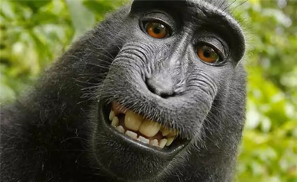 猴子自拍版权案又出新Bug 法院拒绝摄影师与PETA和解