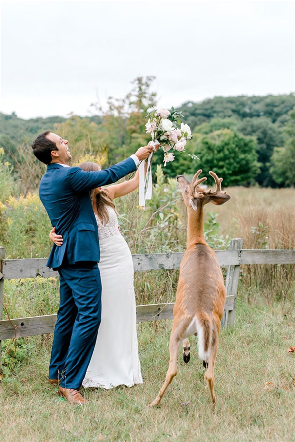 来自森林使者的祝福 蹭婚纱照的小鹿