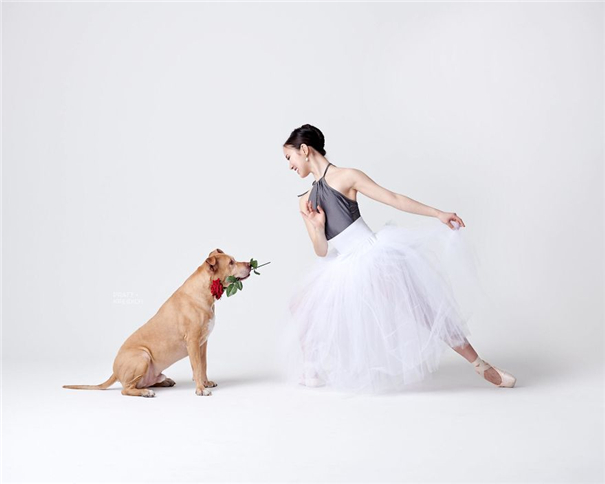 与爱犬共舞 可爱的芭蕾舞者搭档