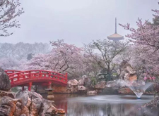 最新影楼资讯新闻-武汉摄影师：待疫情过去，想去拍武大的樱花