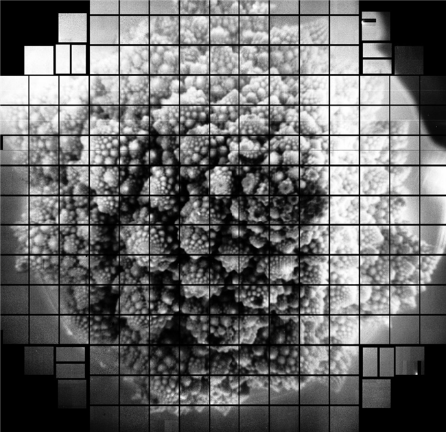 美国实验室拍摄 32 亿像素西蓝花照片