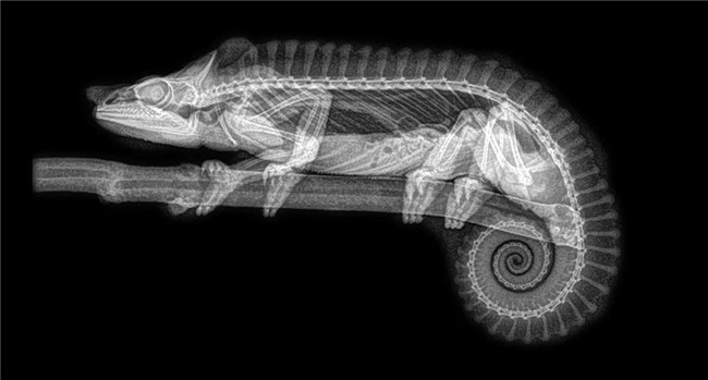 美动物园展示X光射线下的动物们