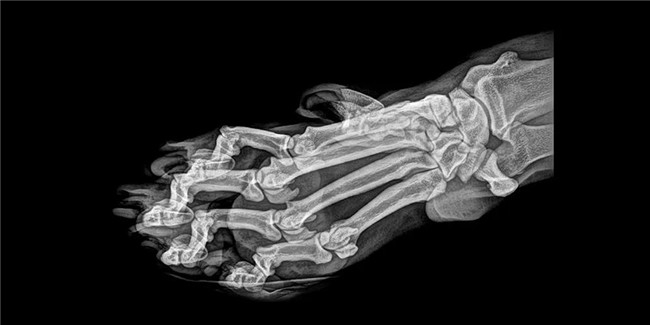 美动物园展示X光射线下的动物们